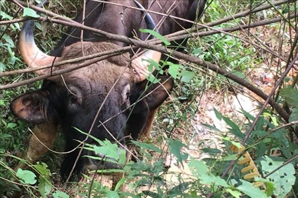 Đồng Nai: Nhân viên bảo vệ rừng bị bò tót húc tử vong