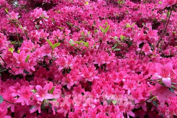 Vườn đỗ quyên trong công viên hoàng gia Richmond (Anh)