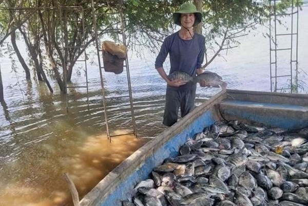 Brazil dỡ bỏ lệnh đình chỉ nhập khẩu cá rô phi Việt Nam