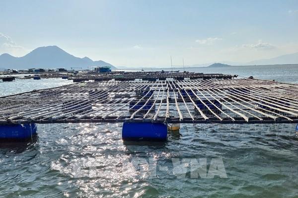 "Bật đèn xanh" vay ưu đãi cho nuôi biển công nghệ cao