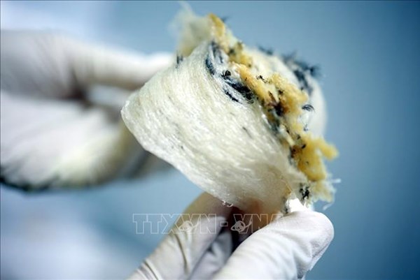 Xuất khẩu tổ yến thô thêm cơ hội từ thị trường Trung Quốc