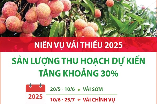 Niên vụ vải thiều 2025: Sản lượng thu hoạch dự kiến tăng khoảng 30%