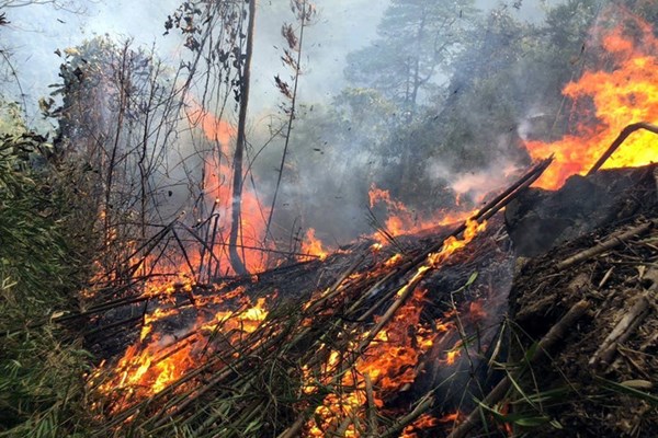 Cảnh báo nguy cơ xảy ra cháy rừng tại Đà Nẵng