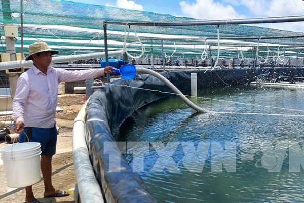 Công nghệ mới giúp giảm giá thành nuôi tôm hùm