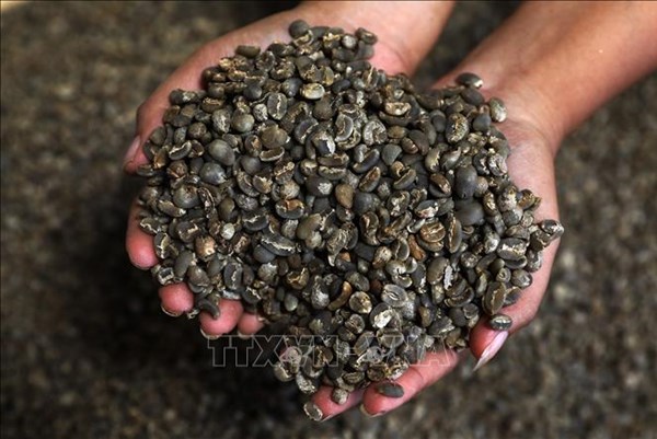 Biến đổi khí hậu làm giá cà phê tại Nga tăng cao