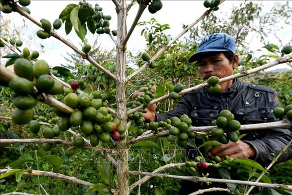 Indonesia muốn thành nước sản xuất cà phê lớn thứ hai thế giới