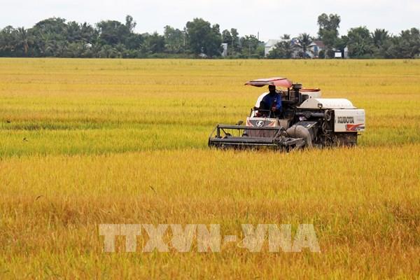 Điểm tựa kinh tế nông nghiệp Việt Nam - Bài cuối:  "Hạt ngọc trời" vươn mình trong kỷ nguyên mới