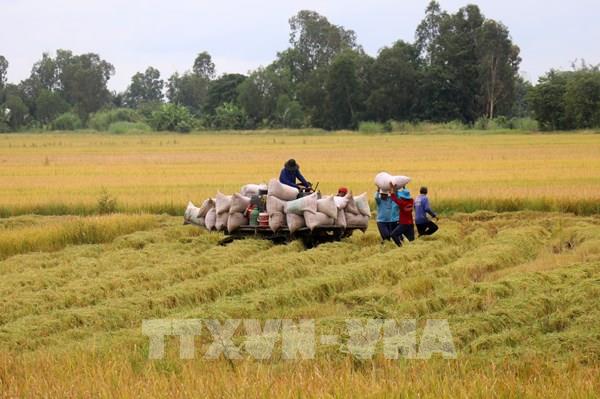 Thanh Hóa: Nhiều diện tích lúa bị mất trắng do không kết hạt