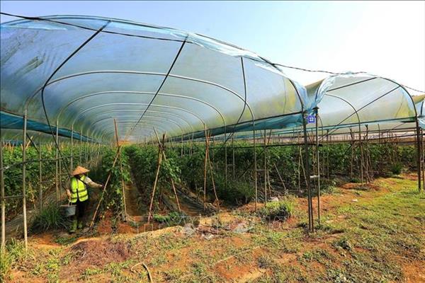 Khi 5 "nhà" bắt tay cho nông nghiệp xanh