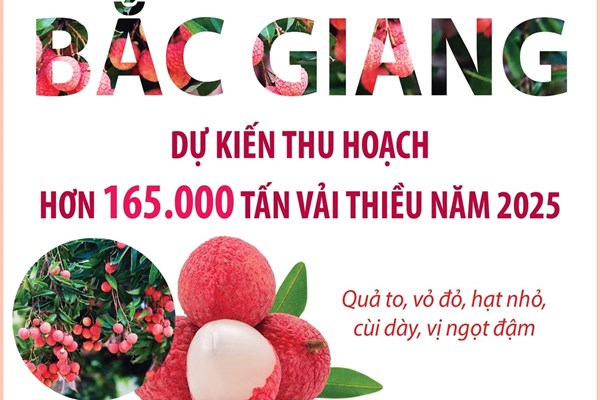 Bắc Giang dự kiến thu hoạch hơn 165.000 tấn vải thiều năm 2025