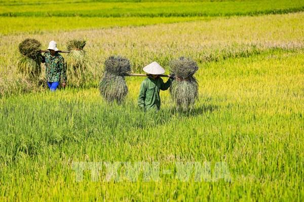 Tháng 5 rực rỡ trên cánh đồng Mường Thanh