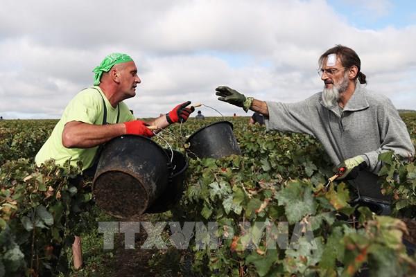 Tài trợ nông nghiệp: Thế khó của EU