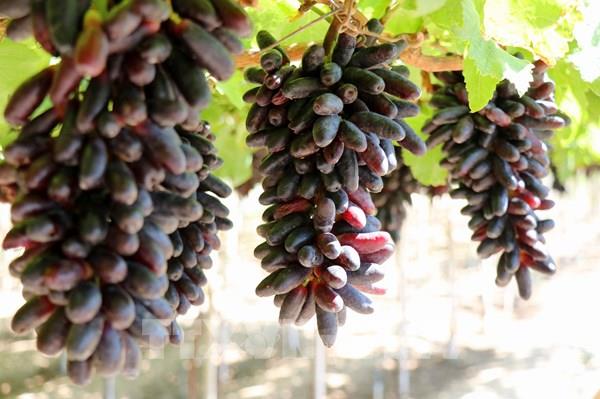 Trải nghiệm hái nho tại Ninh Thuận