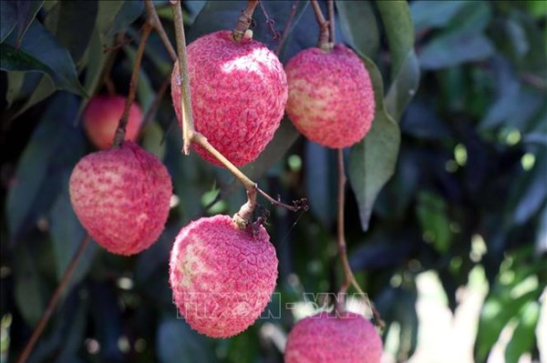 Kết nối tiêu thụ vải lai chín sớm, vải trứng Hưng Yên