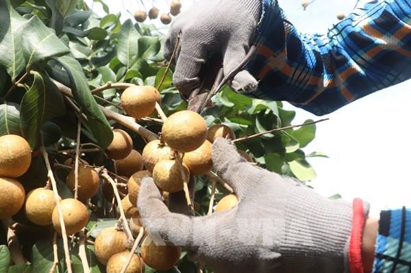 Liên kết xuất khẩu, đưa trái nhãn vượt đại dương