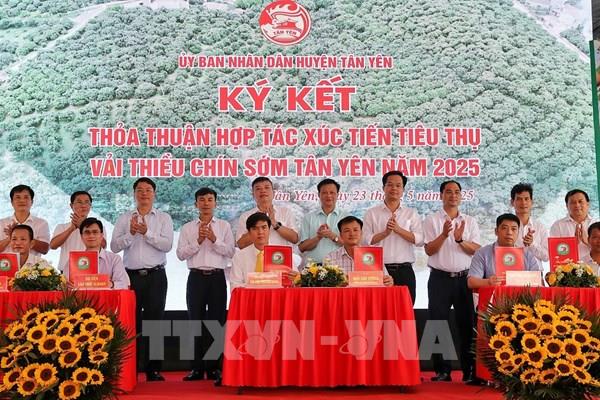 Bắc Giang xúc tiến tiêu thụ 15 nghìn tấn vải thiều sớm