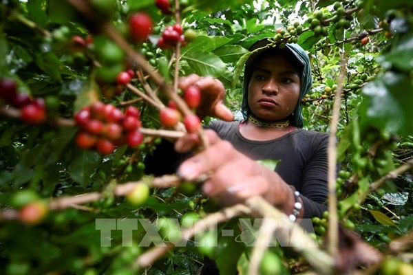 Sản lượng cà phê năm nay của Colombia sẽ cao kỷ lục trong hơn 30 năm