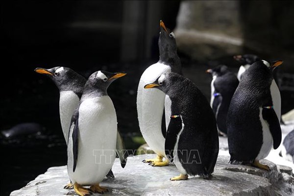 Phân chim cánh cụt giúp chống biến đổi khí hậu