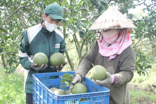 Bưởi Việt chinh phục Australia: Tiêu chuẩn cao, cơ hội lớn cho doanh nghiệp