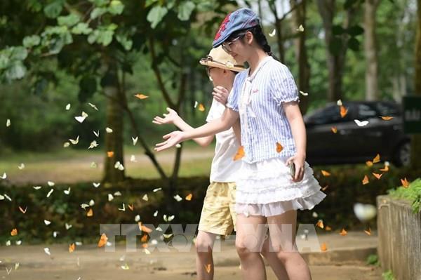 Mùa bướm trong rừng Cúc Phương