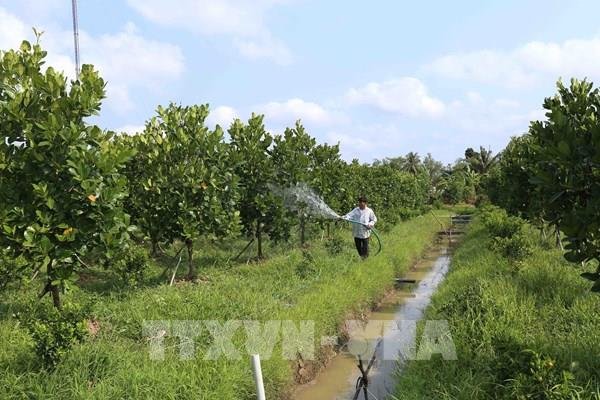 Bến Tre định hình “vùng lõi” nông nghiệp chủ lực