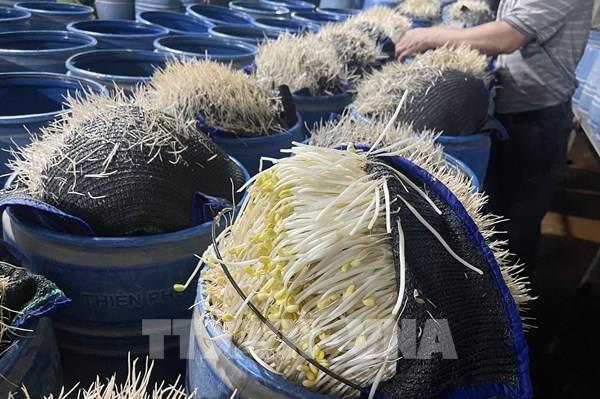 Lào Cai: Triệt phá 2 cơ sở dùng hóa chất độc hại làm giá đỗ