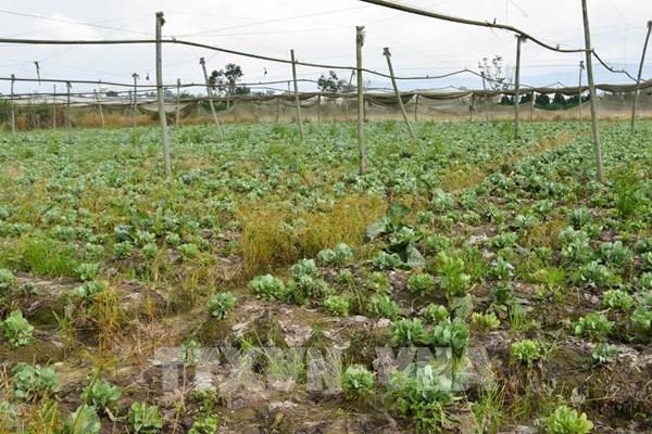 Cung vượt cầu, nông dân Lâm Đồng bỏ vườn không thu hoạch nông sản