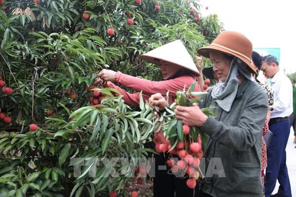 Giải pháp mở rộng thị trường tiêu thụ cho mùa vải 2025