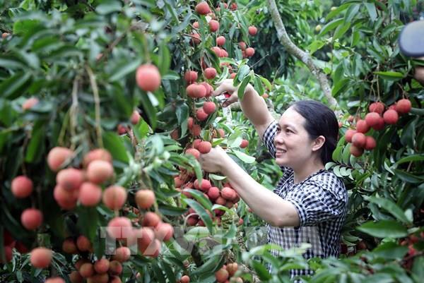 Bắc Ninh tăng cường tiêu thụ vải thiều tại các khu công nghiệp