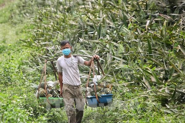 Công điện của Thủ tướng về triển khai các biện pháp bảo đảm sản xuất, chế biến, tiêu thụ và xuất khẩu nông sản