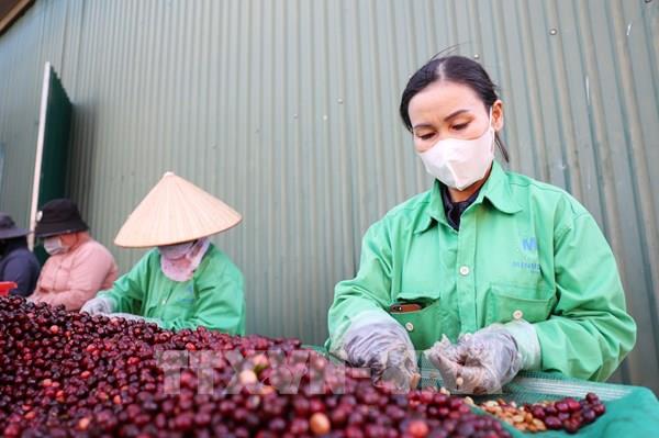 ​Thị trường hàng hóa phủ tràn sắc xanh