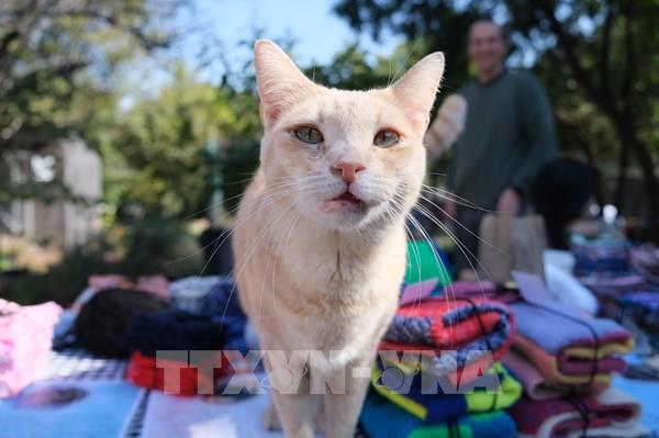 Mùa đông không lạnh của những chú mèo hoang ở Nam Phi