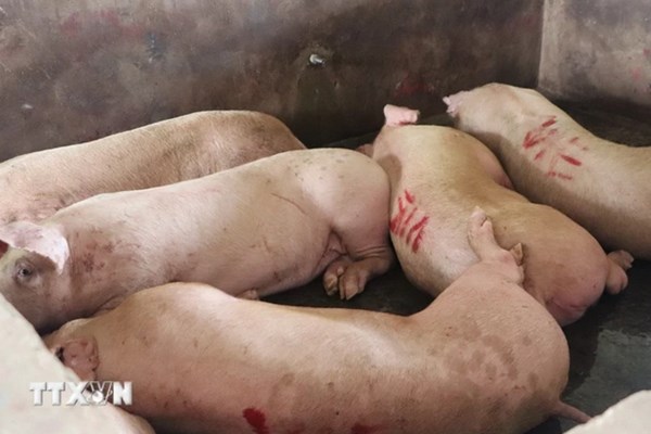 Vụ "tố" thịt lợn C.P bị bệnh: Hậu Giang thông tin xác minh về cơ sở giết mổ