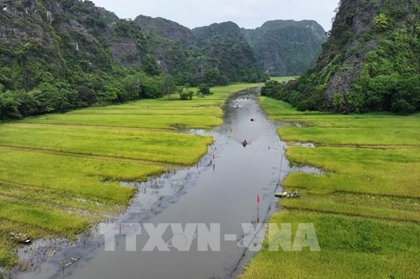 Mùa vàng trên cánh đồng Tam Cốc