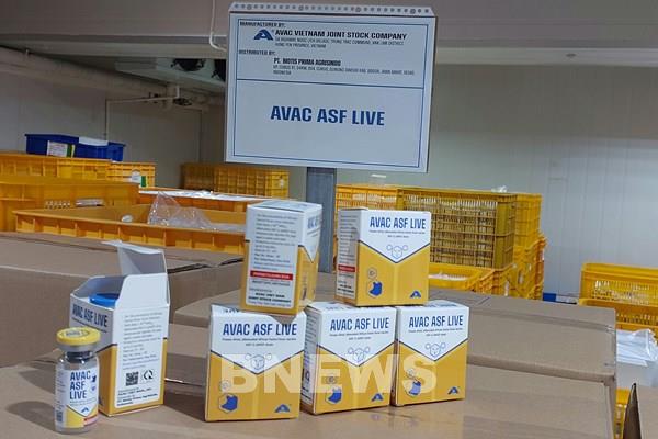Vaccine dịch tả lợn châu Phi AVAC ASF LIVE lần đầu tiên được xuất khẩu sang Indonesia