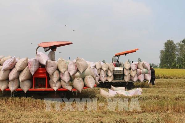 Thị trường nông sản: 6 tháng, gạo xuất khẩu tăng về lượng, giảm giá trị