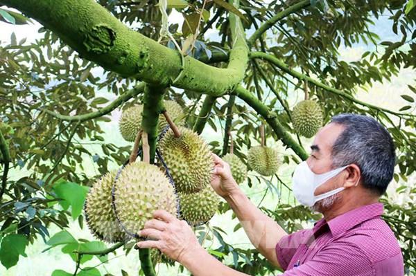 Xuất khẩu sầu riêng tăng trưởng mạnh trở lại