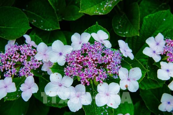 Cẩm tú cầu - loài hoa của mùa mưa Nhật Bản