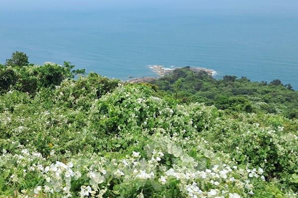 Giữ rừng giữa phố: Cam kết xanh của Đà Nẵng