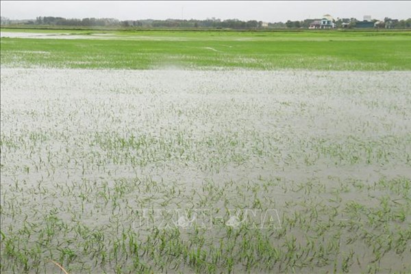 Bão số 1 gây úng ngập trên 58.100 ha lúa, hoa màu ở các địa phương