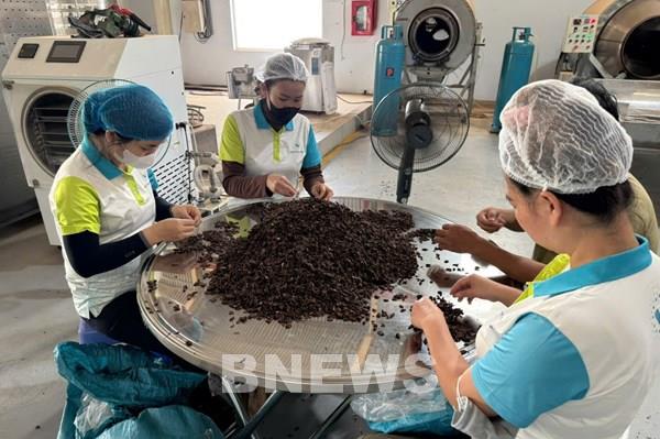 Trà vỏ cà phê và hành trình vươn ra thế giới