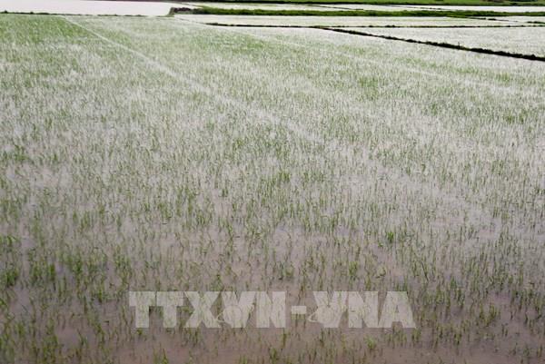 Bão số 1: Trung Bộ có gần 63.000 ha sản xuất nông nghiệp bị ngập úng