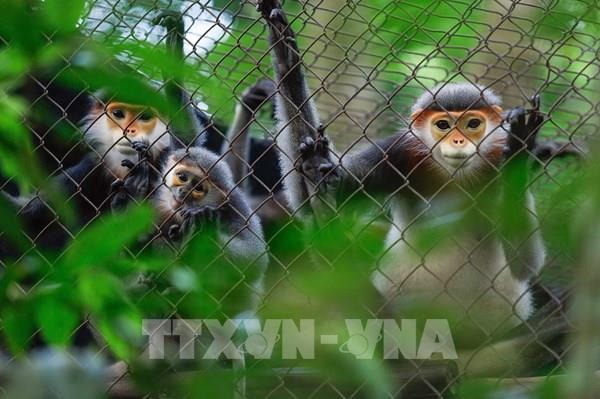 Khám phá “vương quốc” linh trưởng quý hiếm ở Vườn quốc gia Cúc Phương