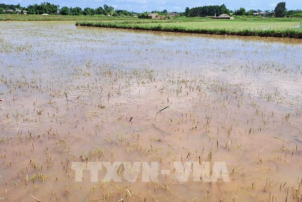 Bắc Trung Bộ còn 24.700 ha sản xuất nông nghiệp vẫn bị ngập úng