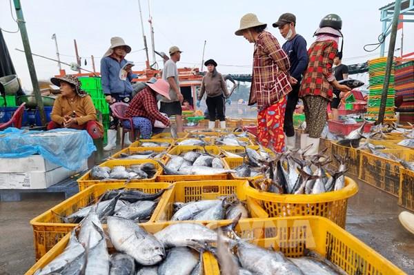 Mùa cá Nam khởi động: Ngư dân kỳ vọng “trúng lớn”