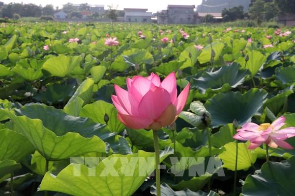 Hương sen miền di sản