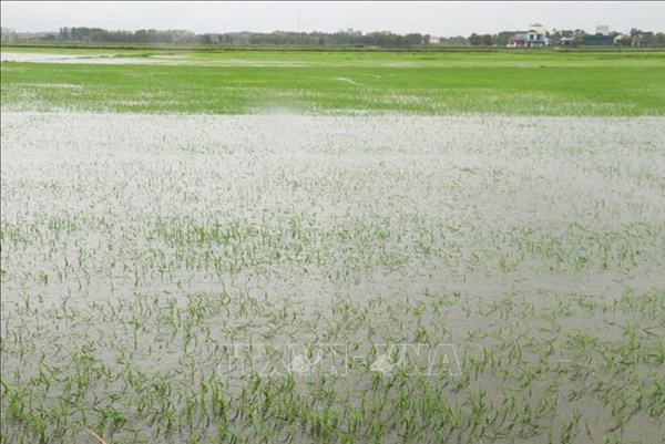 Nông nghiệp toàn cầu thiệt hại khoảng 3.260 tỷ USD do thiên tai