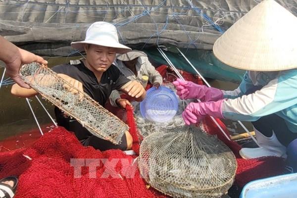 Phát triển nông nghiệp hàng hóa quy mô lớn, giá trị gia tăng cao