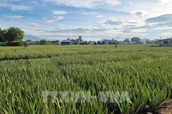 “Chìa khóa” nâng cao hiệu quả sản xuất ở Ninh Thuận