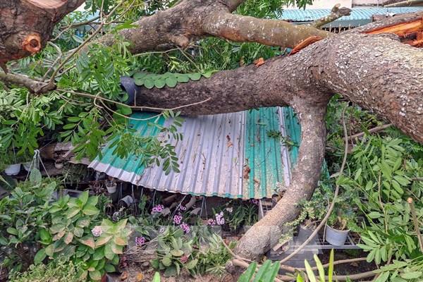 Mưa lớn quật ngã nhiều cây xanh giữa trung tâm Cần Thơ